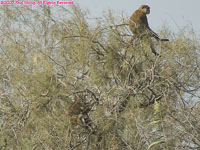 patas monkeys in tree