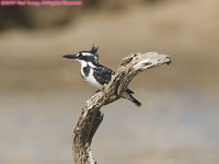 pied kingfisher