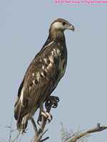 juvenile osprey