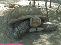 sulcata tortoise