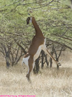 dama gazelle feeding on acacia