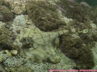 undulate skate