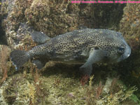 balloonfish