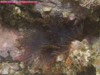 fan worms