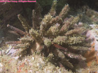pencil urchin