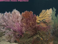gorgoniuma