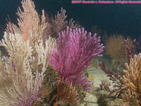 gorgoniums