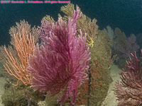 gorgoniums