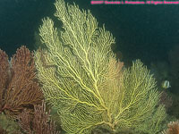 yellow gorgonium