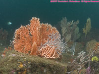 orange gorgonium