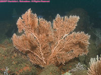 orange gorgonium