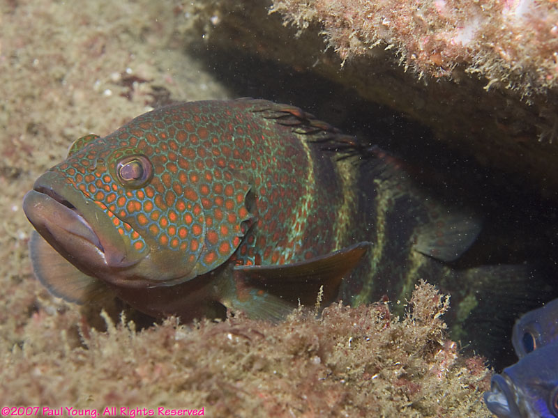 Senegal underwater