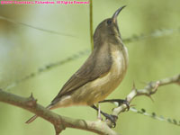 olive-bellied sunbird