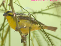 yellow-fronted canary