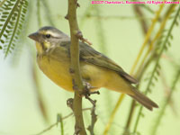 yellow-fronted canary