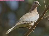 African mourning dove