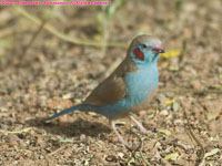 male red-cheeked cordon bleu