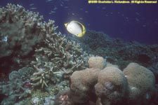 black-backed butterflyfish over reef