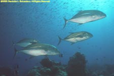 yellowspotted trevally