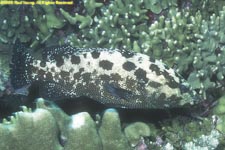 Malabar grouper