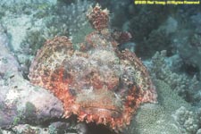 bearded scorpionfish