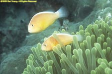 two skunk clownfish