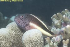 freckled hawkfish