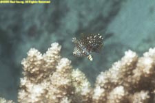 juvenile wrasse