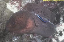 giant moray eel at cleaning station