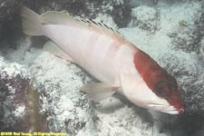 blacktip grouper