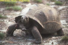 tortoise