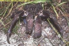 coconut crab