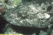 Malabar grouper