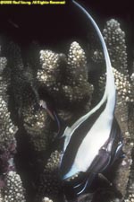 moorish idol