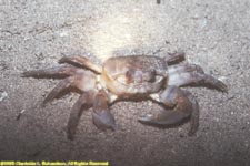 fiddler crab