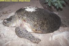 nesting green sea turtle