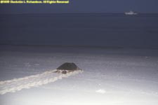 green sea turtle returning to the sea