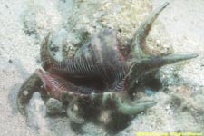 spider conch