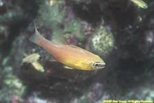 goldbelly cardinalfish