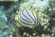 Meyer's butterflyfish