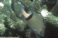 blackbar damselfish