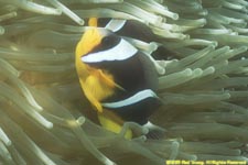 Mauritian anemonefish