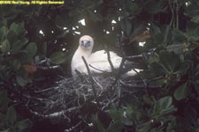 red-footed booby