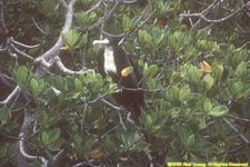 frigatebird