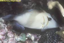 scythe triggerfish