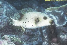 blackspotted puffer