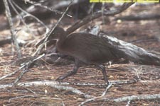 white-throated rail