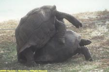 mating tortoises