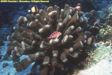 pixy hawkfish on coral head