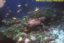 coral scene with freckled hawkfish